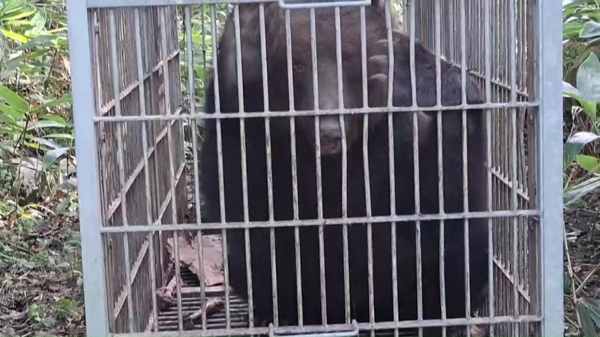 捕獲されたクマ(提供:北海道猟友会砂川支部)