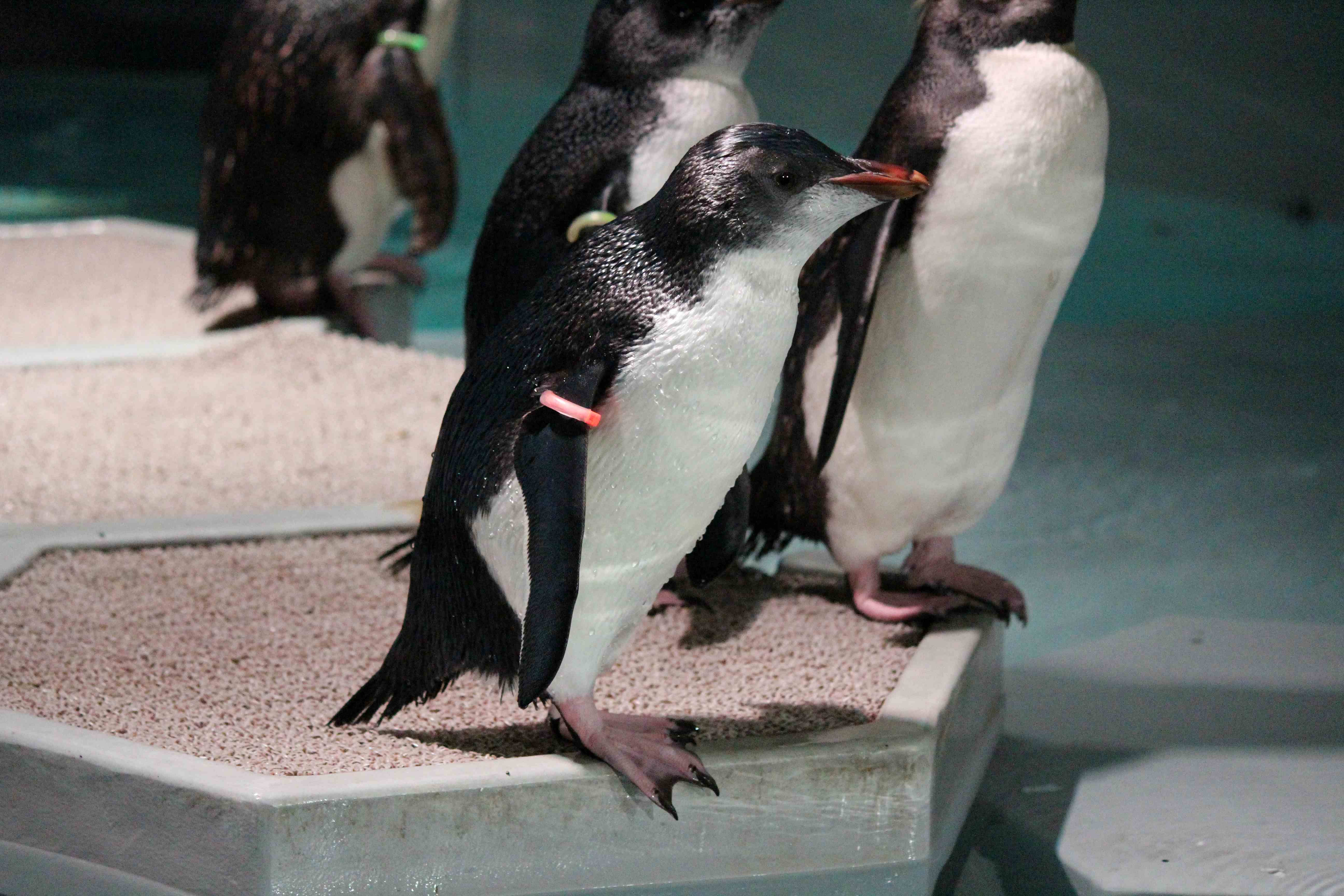 ペンギン「シベチャ」が繋ぐ縁―AOAO SAPPOROと標茶町、絶滅危惧種保全