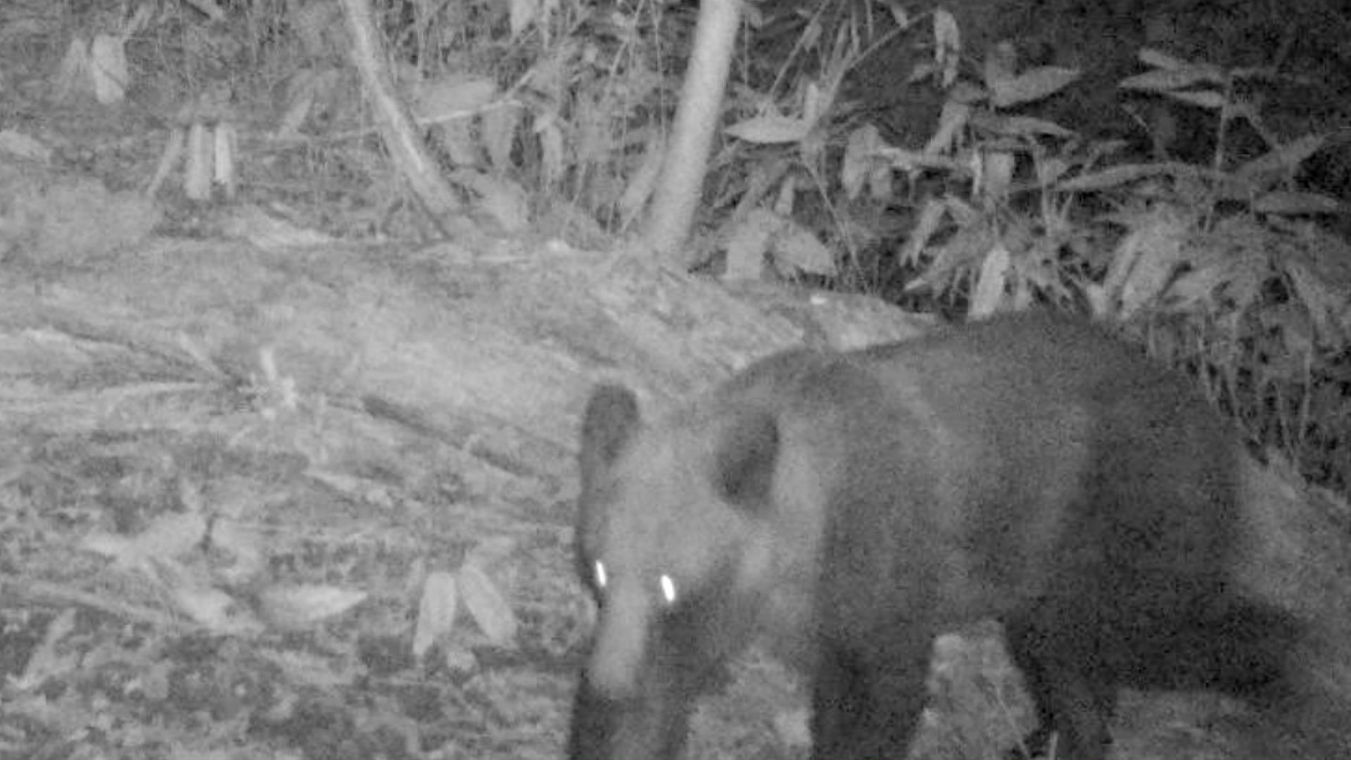 藤野むくどり公園付近に現れたクマ(提供:札幌市)