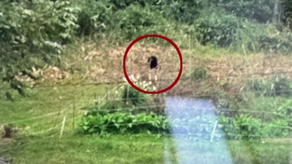 住宅横の山の斜面にいるクマ(撮影:視聴者)
