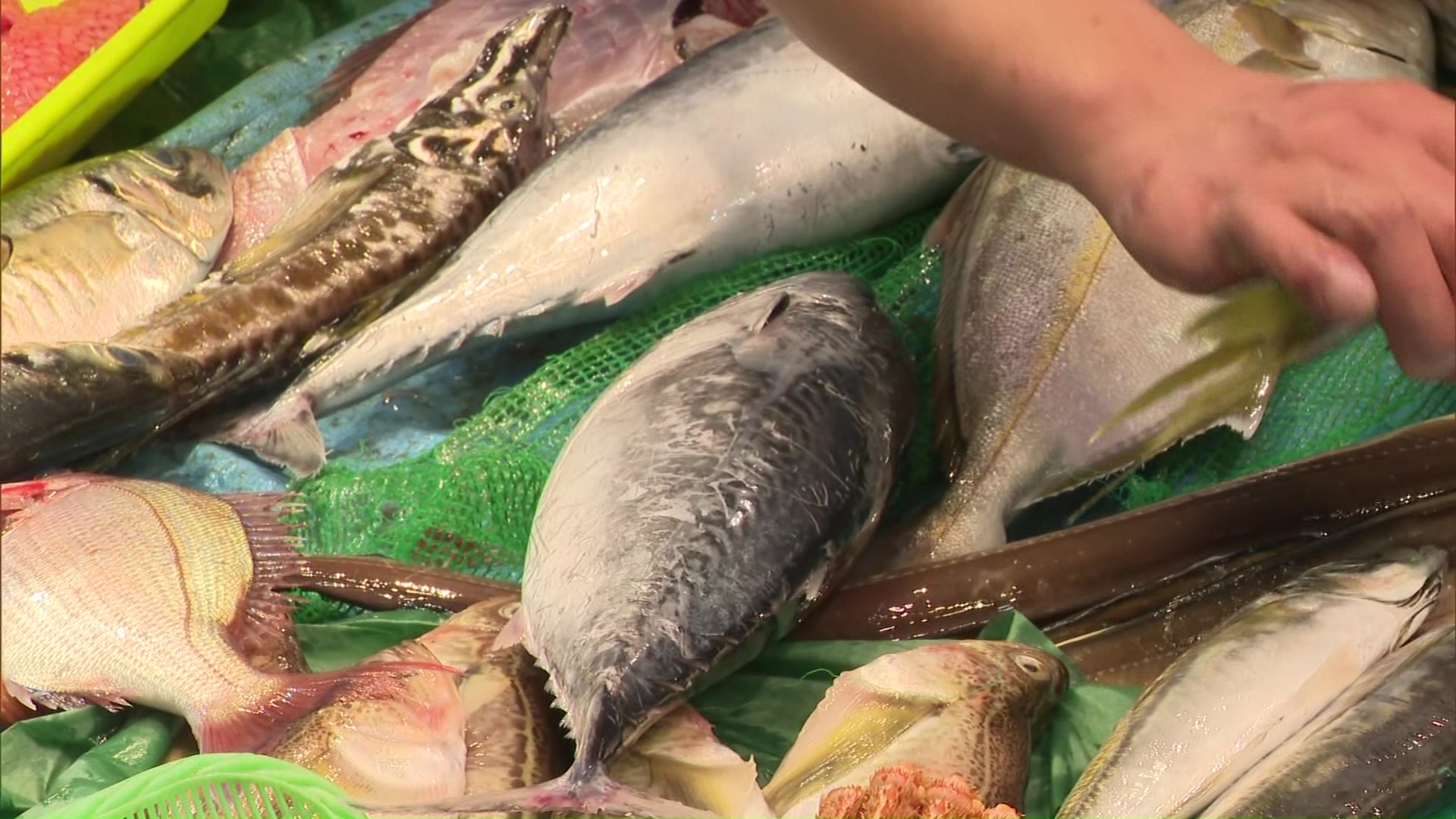 「異常に大きい」というソウダガツオ