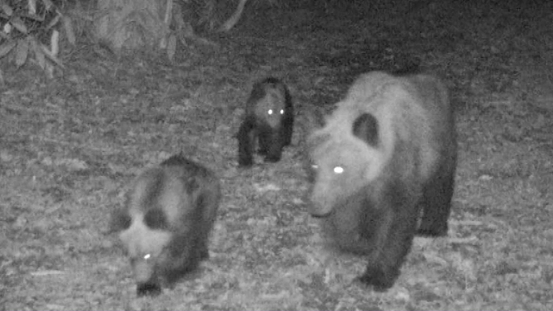 親子3頭のクマ(提供:札幌市)