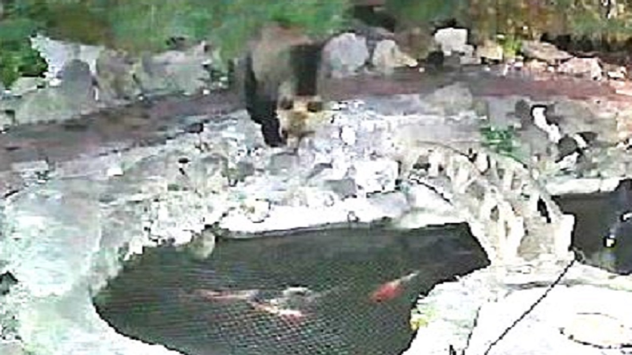 池の魚をのぞき込む母グマ（提供：観意寺）