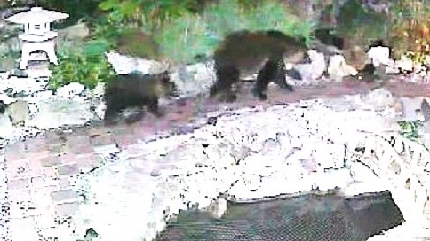 3分後に子グマを連れて戻ってきた（提供：観意寺）