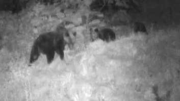 撮影された親子グマ(提供:札幌市)