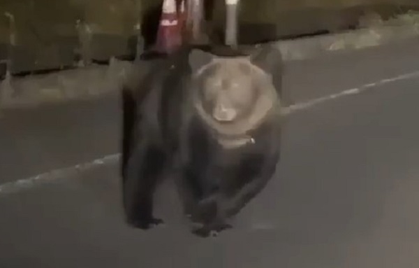 市内を徘徊するクマ（ビデオポスト　撮影：視聴者）