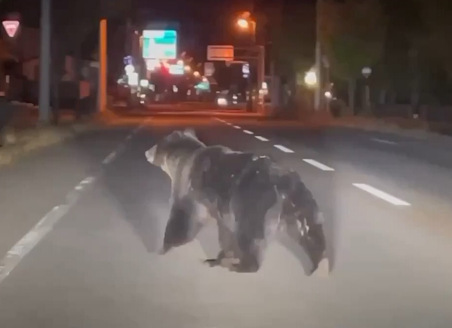 車線をふさぐクマ（ビデオポストより　撮影：視聴者）