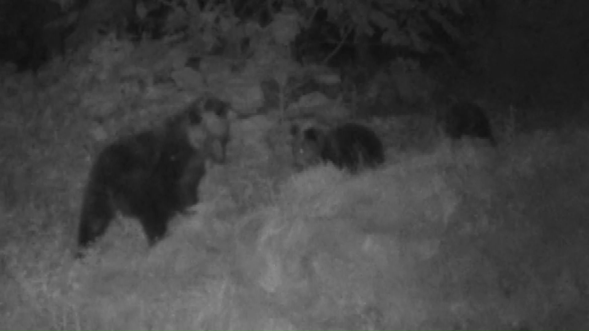 10月4日に札幌市西区で目撃された3頭の親子グマ(提供:札幌市)