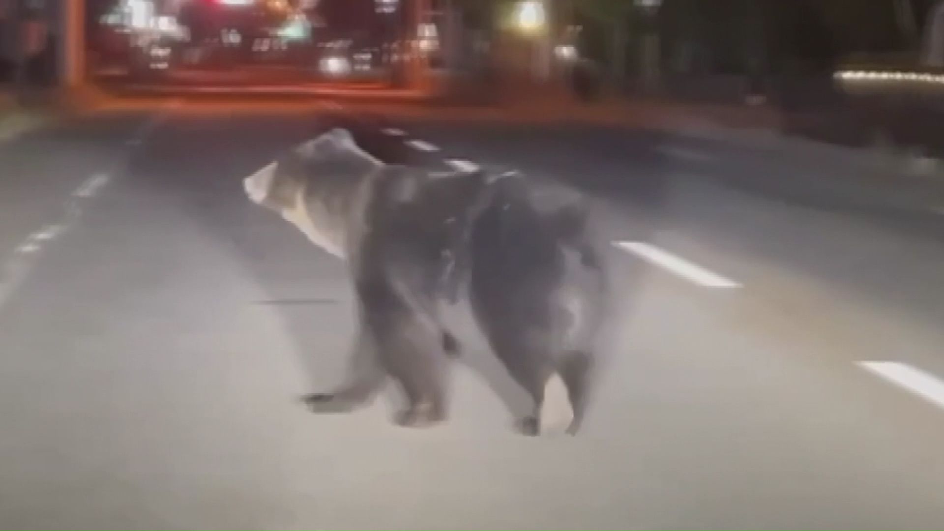 5日に芦別市内で目撃されたクマ(撮影:視聴者)