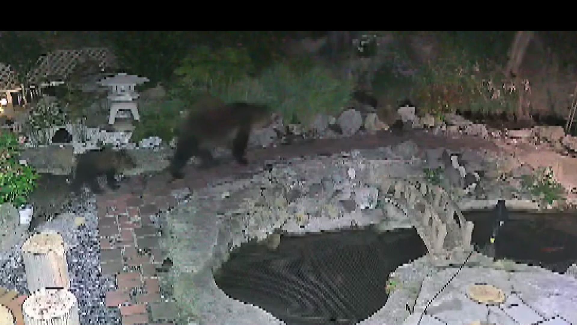 函館市で目撃された寺に侵入するクマ(提供:観意寺)