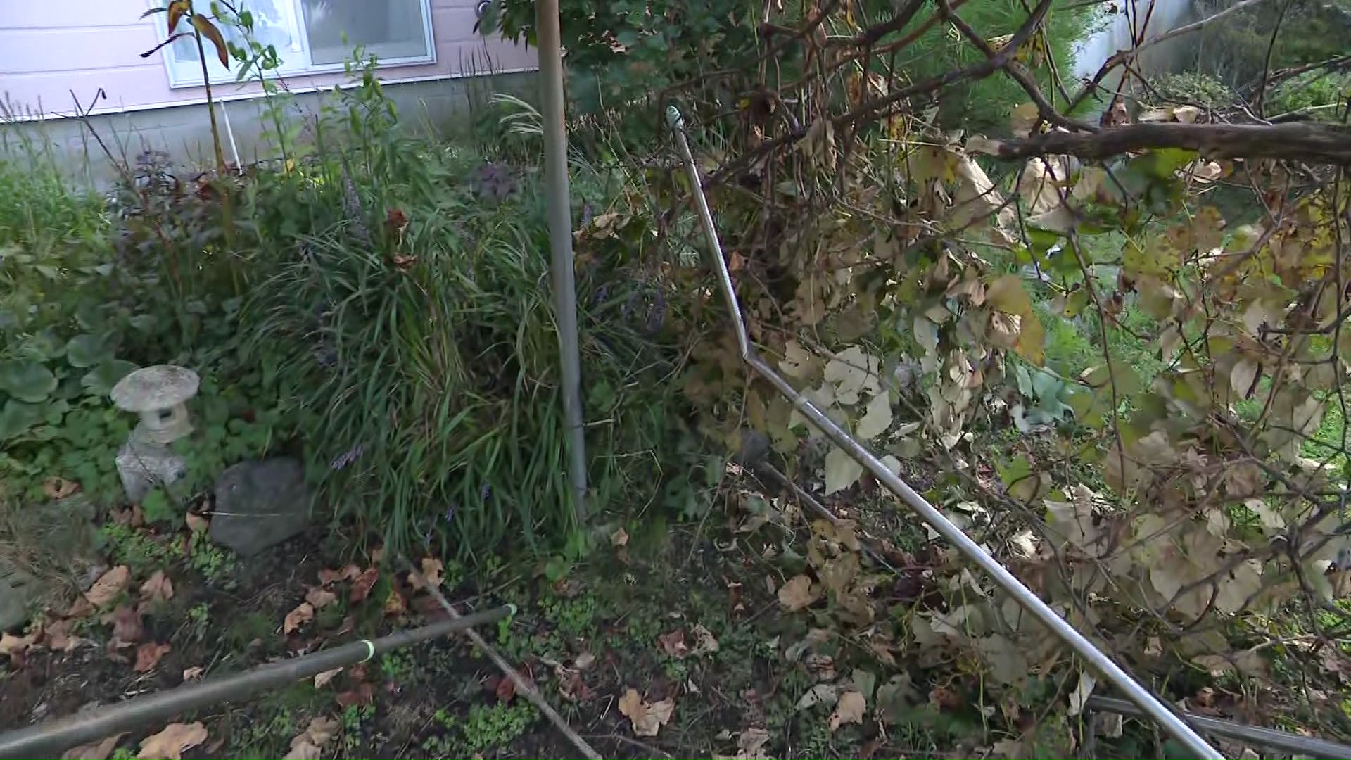 家庭菜園の金属製のブドウの棚は折り曲げられ破壊されていた