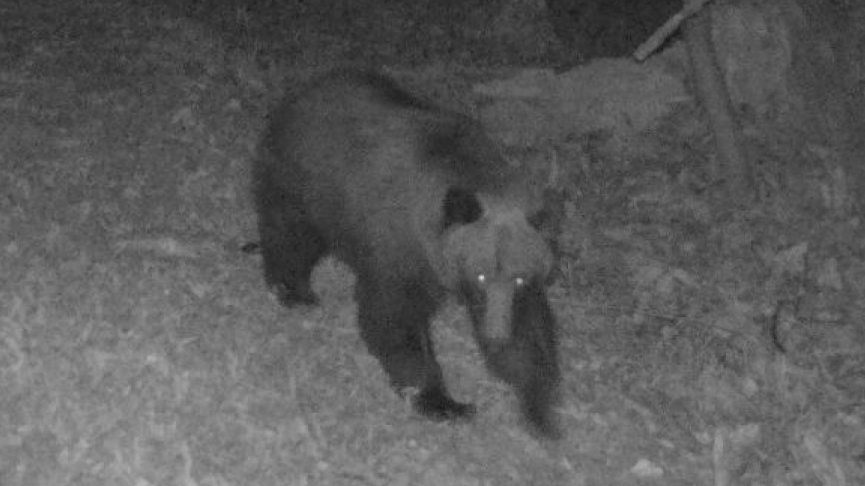 【ヒグマ速報】各地で相次いでクマが撮影される_札幌市で幼稚園や住宅街から約200ｍの場所に〈砂川市では夜に車のドラレコに2頭を避けたらもう1頭…夕方にも道路中央でドライバーに振り返る姿〉警戒続く北海道