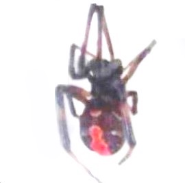 北海道旭川市に毒グモ】特定外来生物「セアカゴケグモ」を確認―毒の