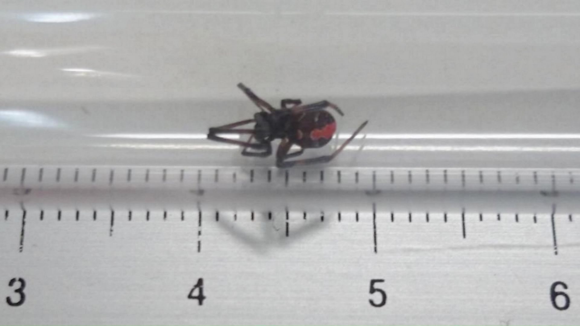 外来種の毒グモ「セアカゴケグモ」