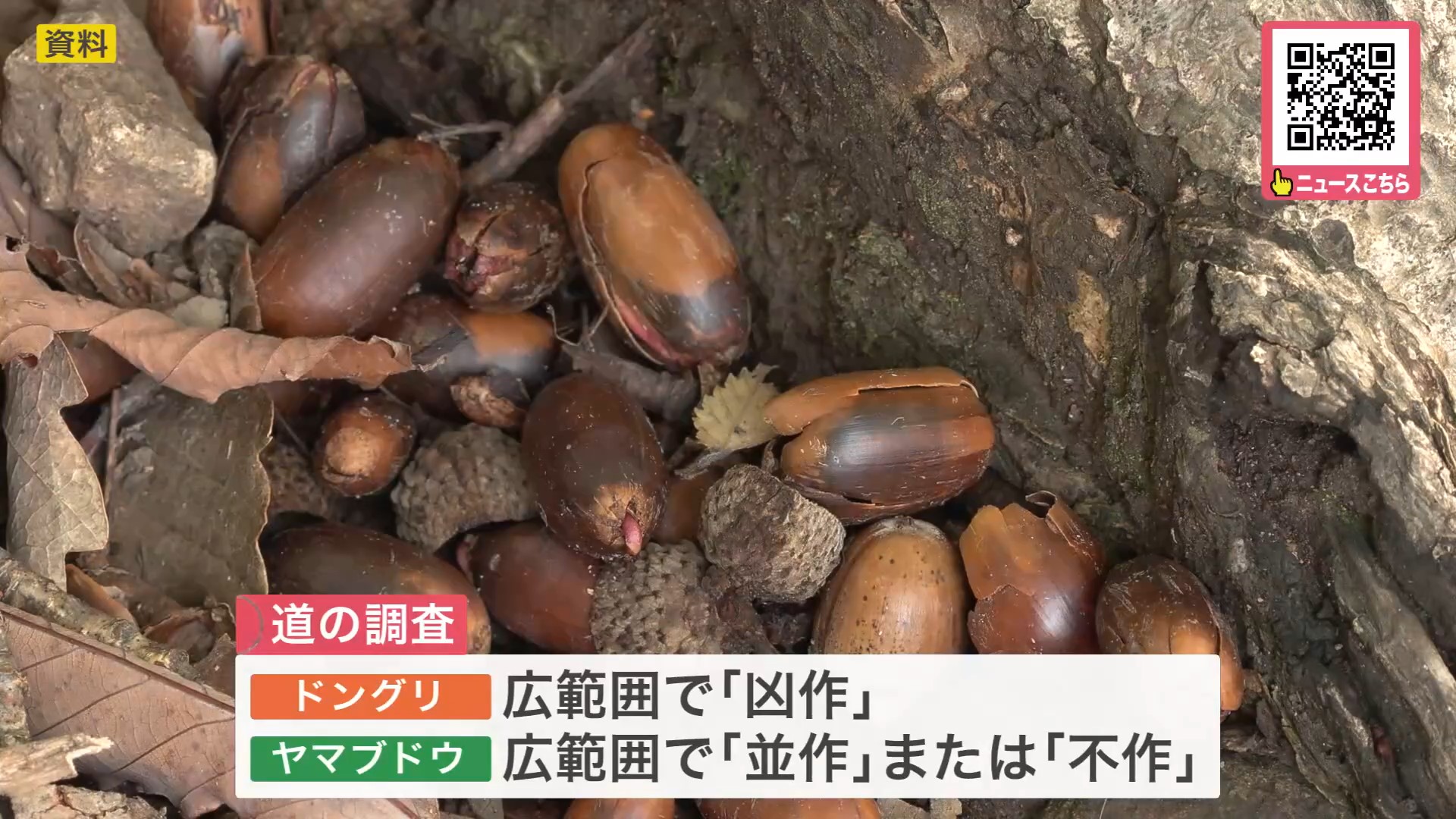 ドングリ不作でクマの出没が増える恐れも