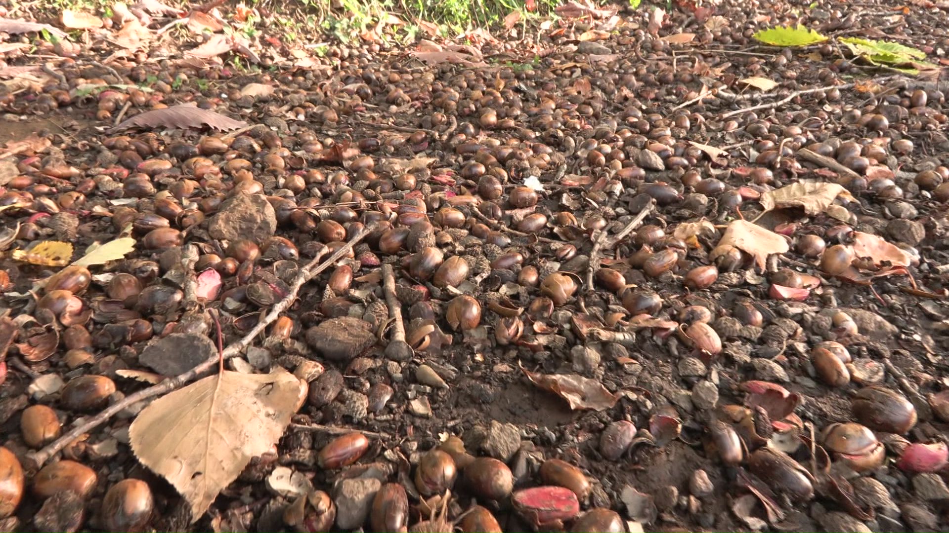 出没はドングリの凶作が原因か