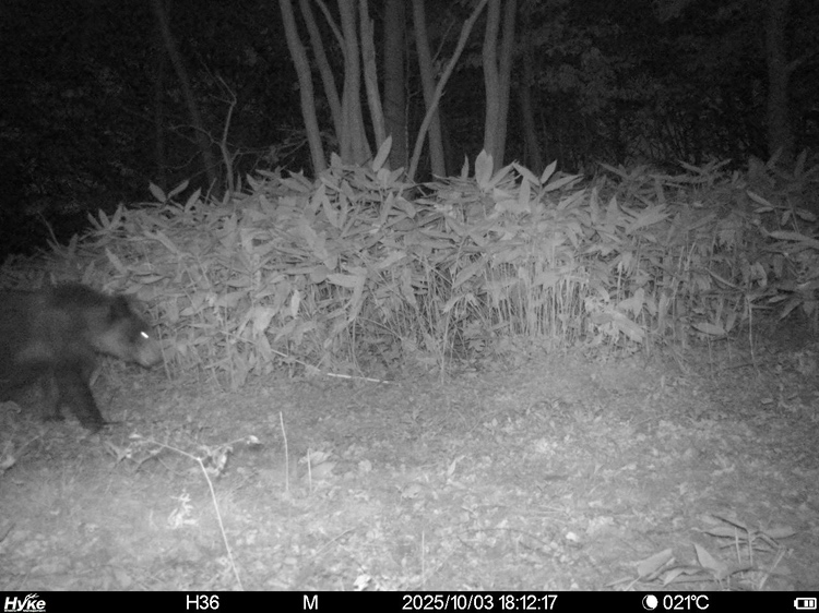 駆除現場周辺に出没していたクマ(10月3日) =提供:札幌市