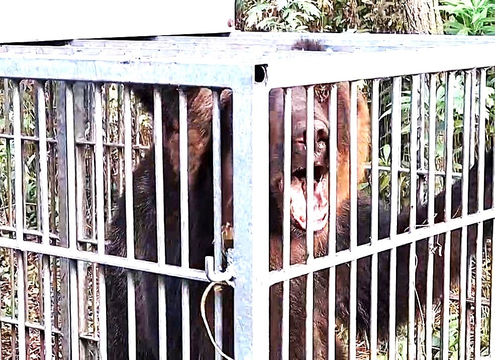 捕獲された体長1.7mのクマ(提供:北海道猟友会砂川市部)