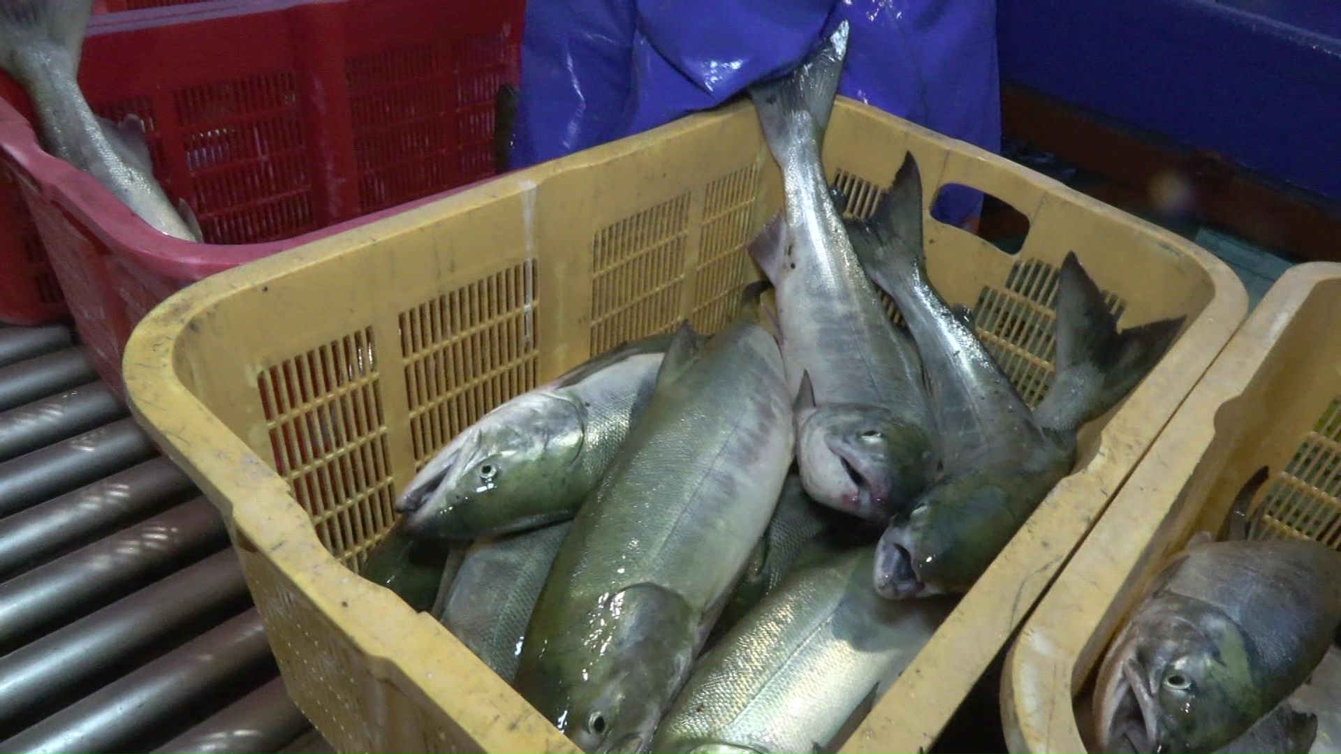 サケの水揚げは2024年の約3割ほど