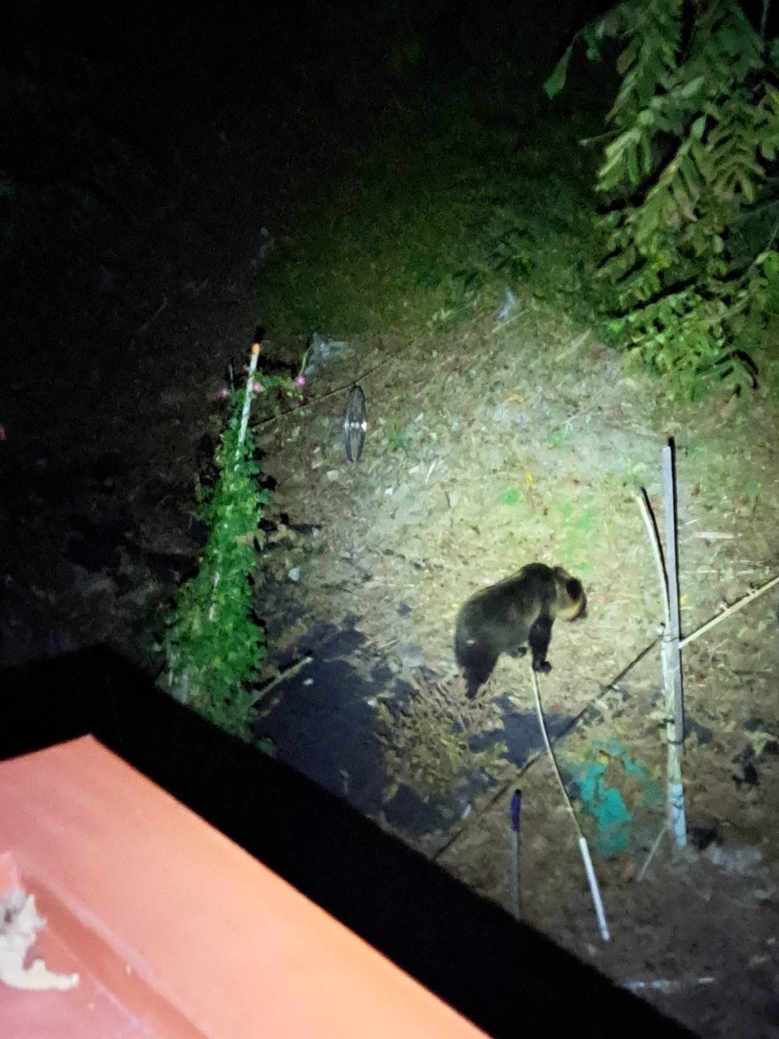【ヒグマ速報】上砂川町でクマの目撃相次ぐ_中学校のグラウンドで約2時間居座る子グマも…住宅裏の森では親子グマ2頭がクルミをむさぼったか〈北海道〉