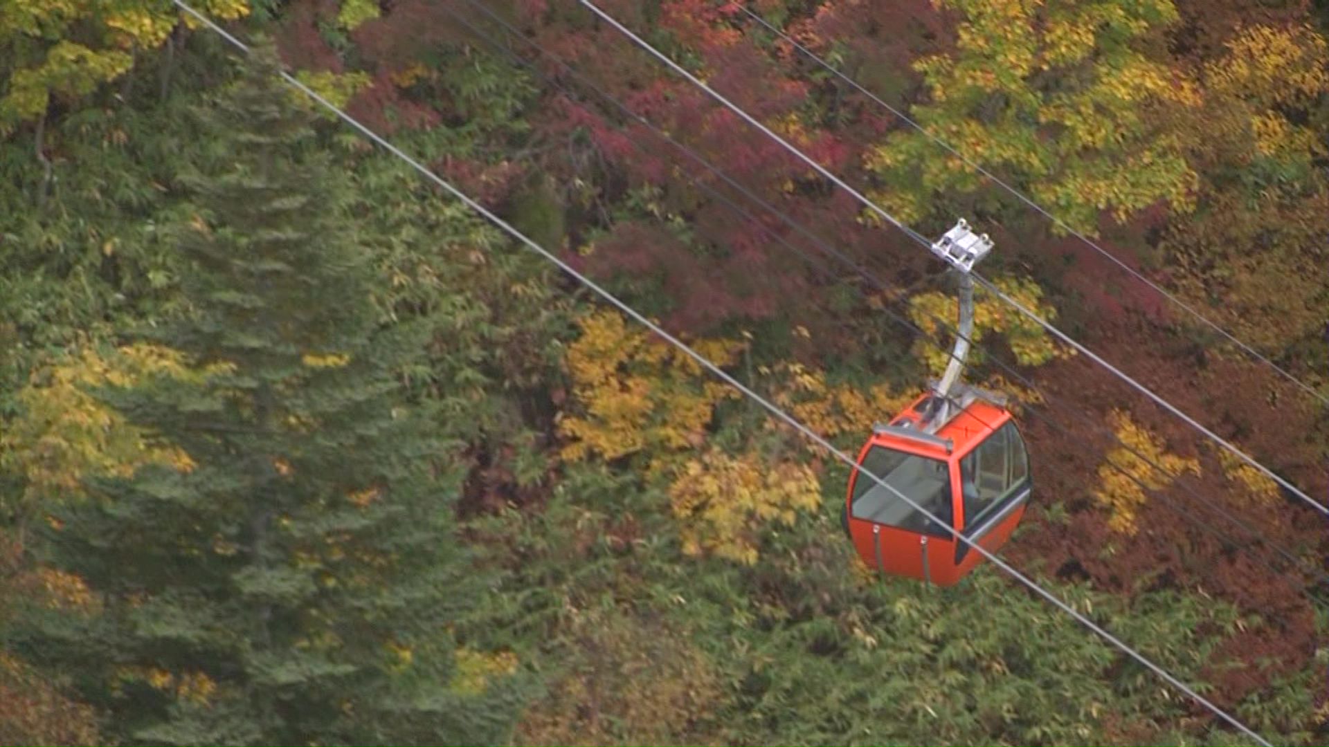全体の7割程が色づいている