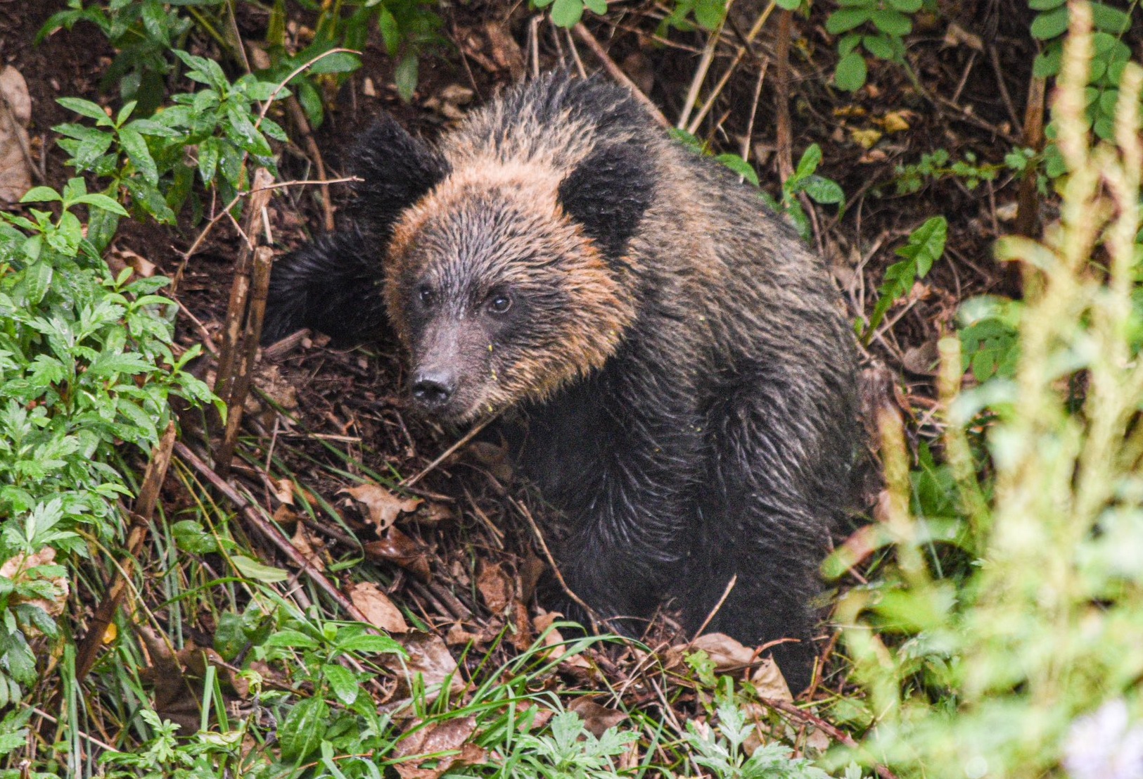 道路わきに現れたクマ(撮影:視聴者)