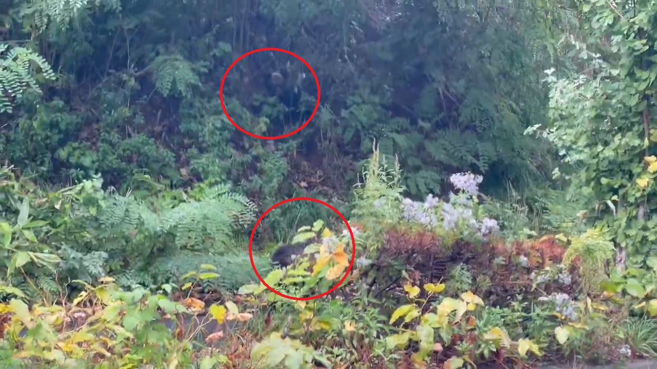 茂みに隠れていく様子(撮影:視聴者)