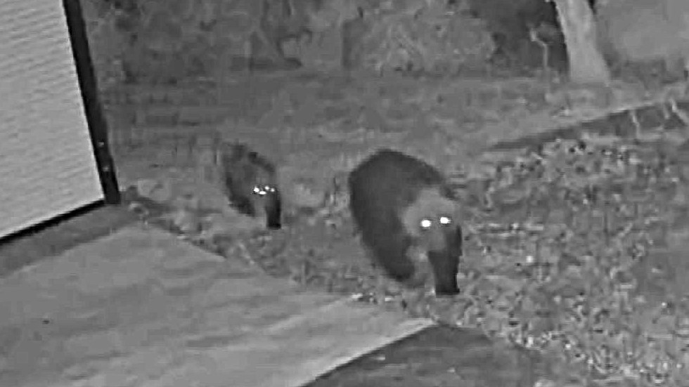 姿を現した親子クマ