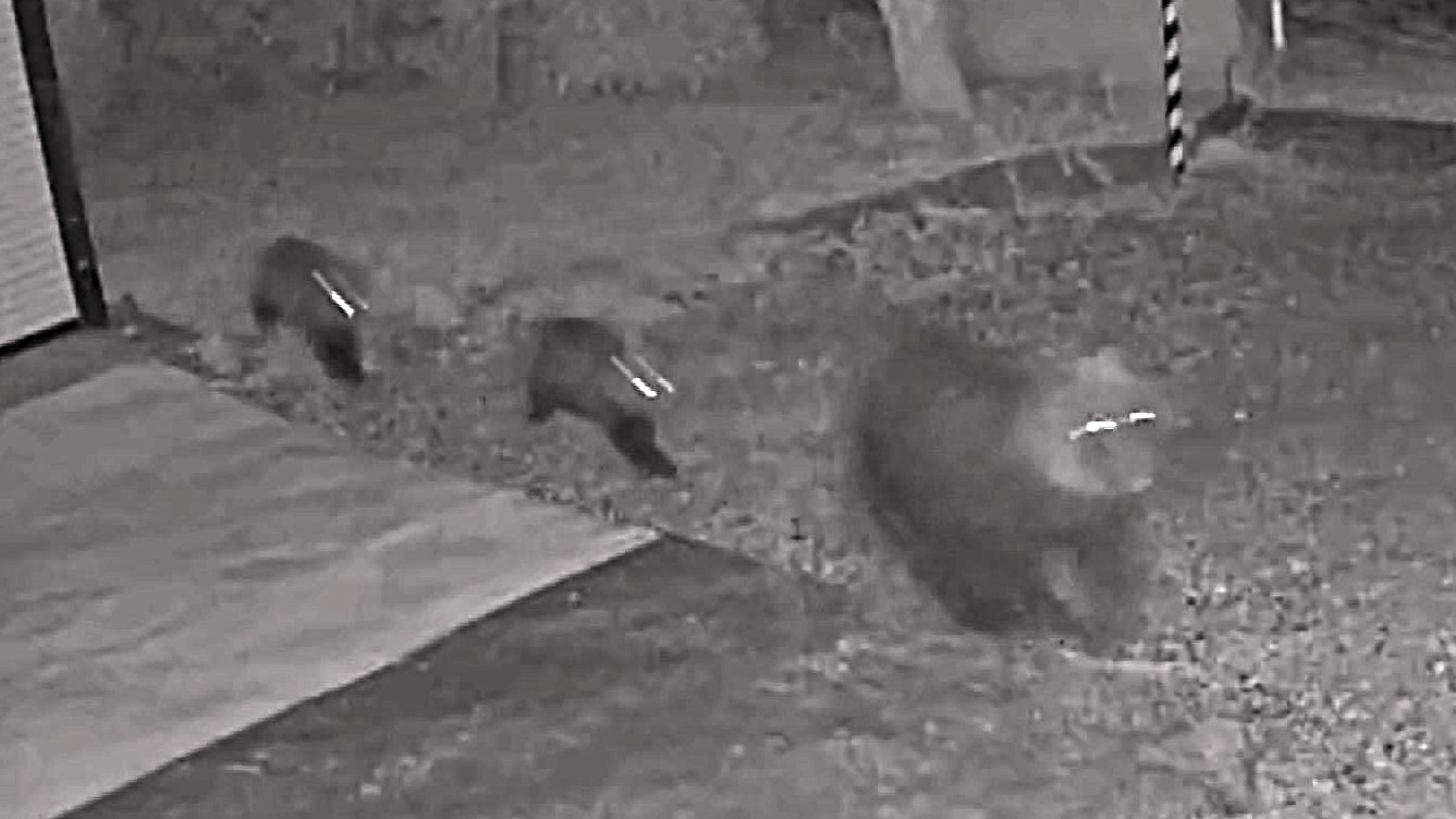 庭を走り抜ける親子グマ3頭