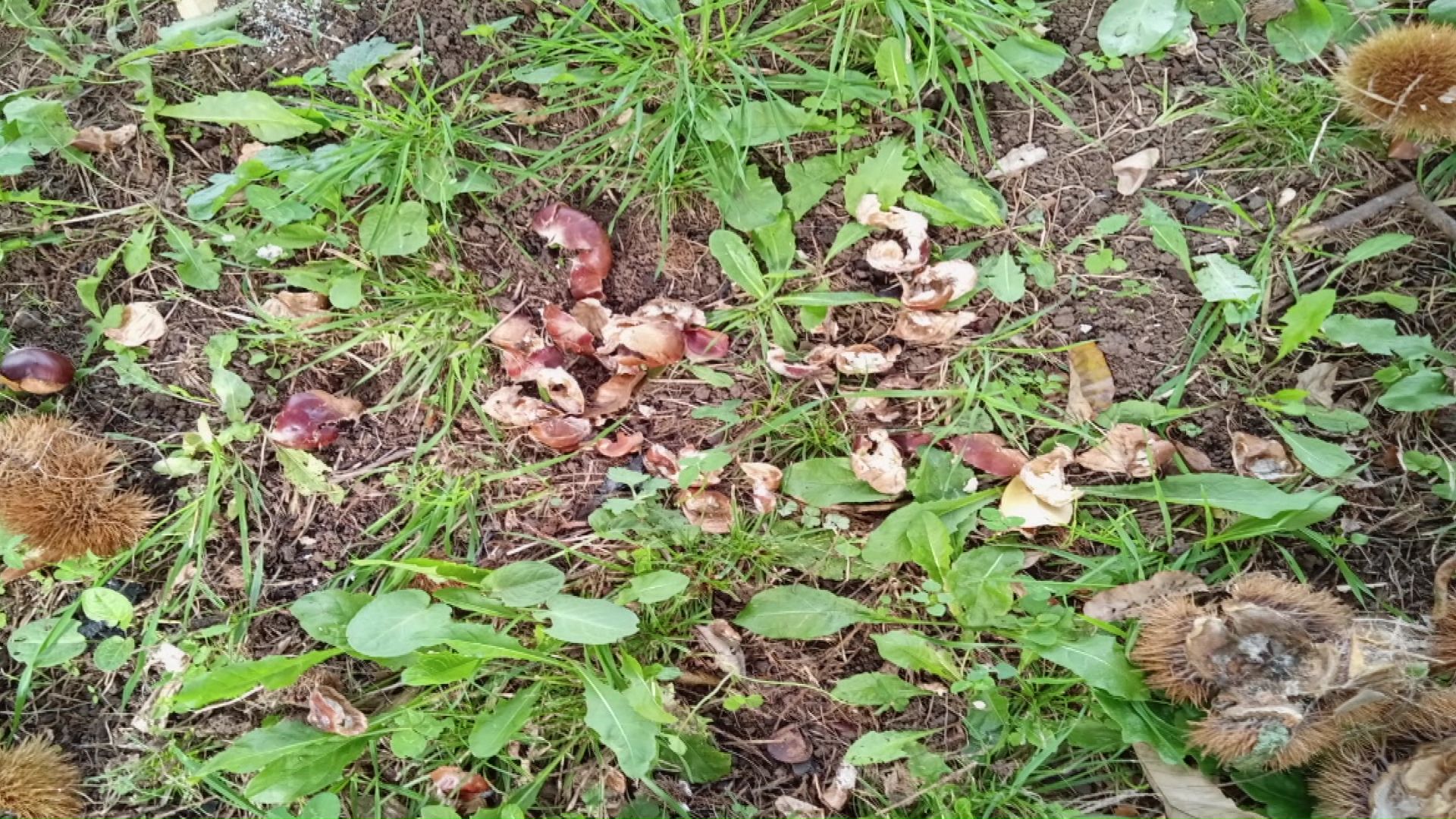 付近にはむさぼられたクリの残骸が