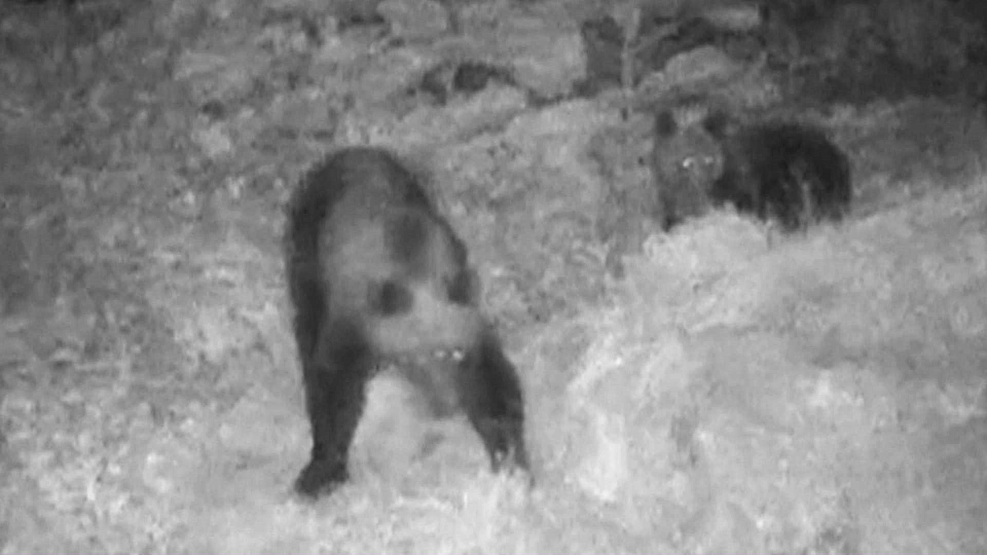 10月4日に出没したクマ(提供:札幌市)