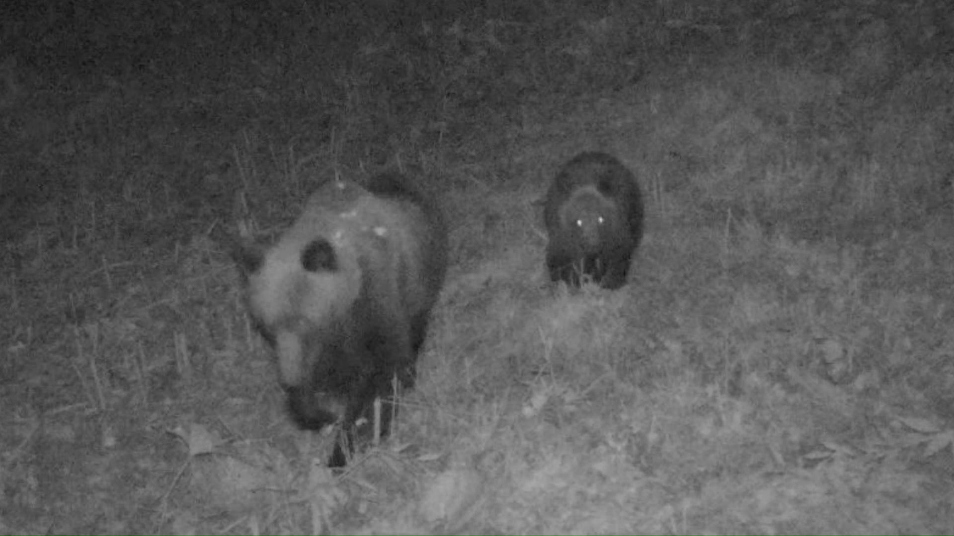 2日に撮影された親子グマ(提供:札幌市)
