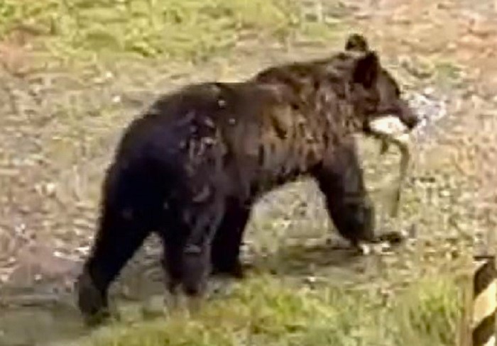 サケをくわえたヒグマ(撮影:視聴者)