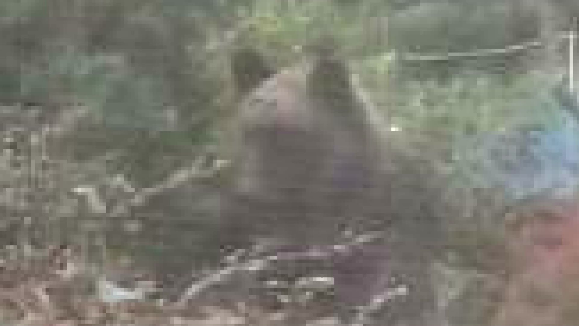 札幌市西区山の手で撮影されたクマ(撮影視聴者)