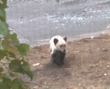 近隣住民から提供があった白っぽい毛のクマ(提供:札幌市)