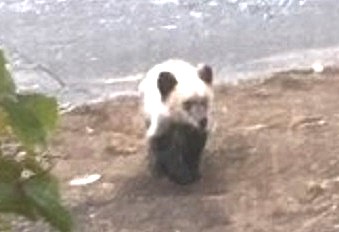 駆除されたとみられるクマ(提供:札幌市)