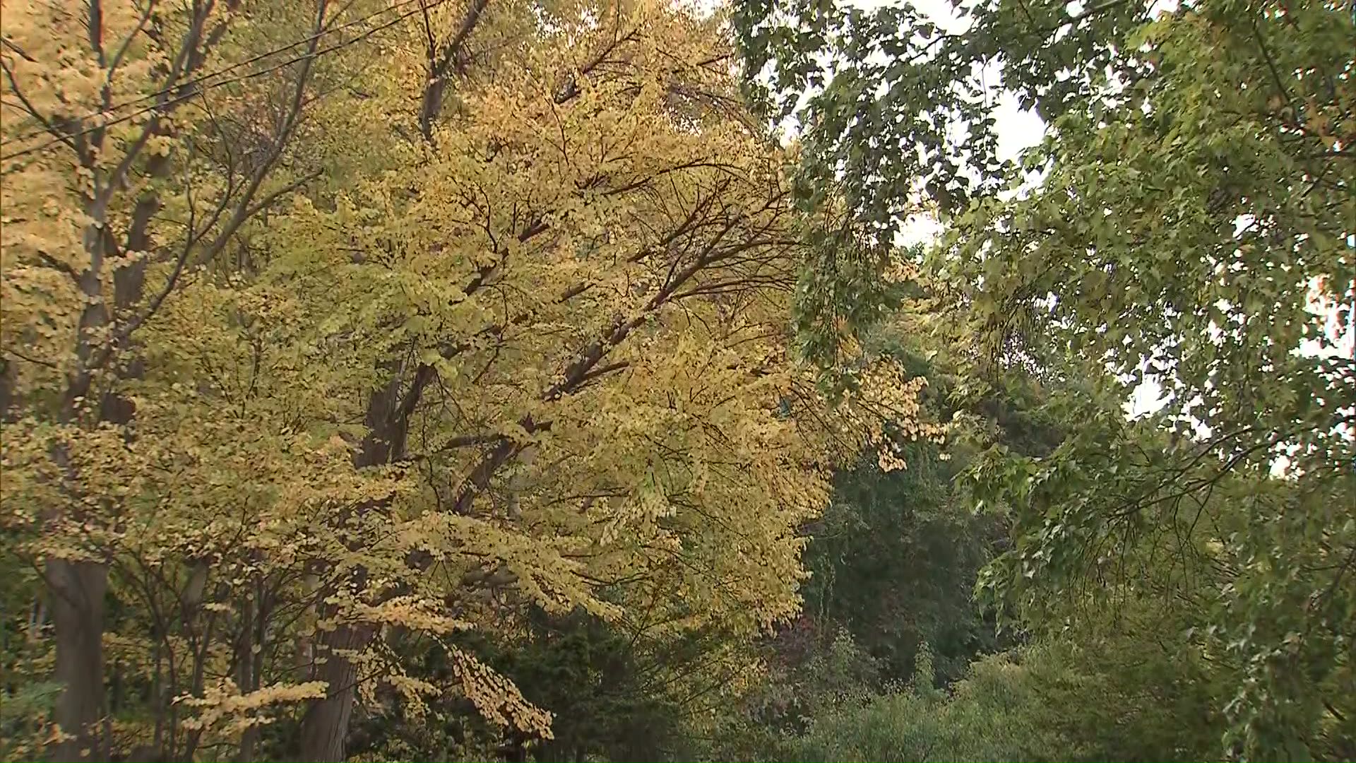 藻岩山の紅葉