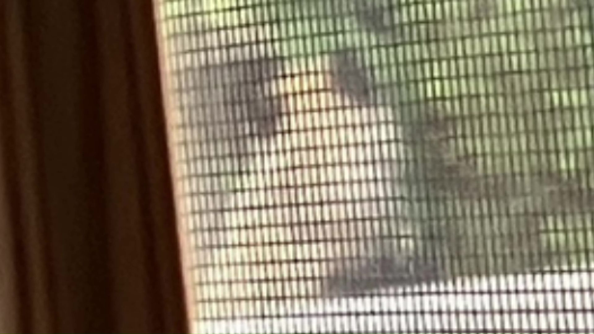 住宅の敷地内に侵入してきたクマ（撮影:視聴者）