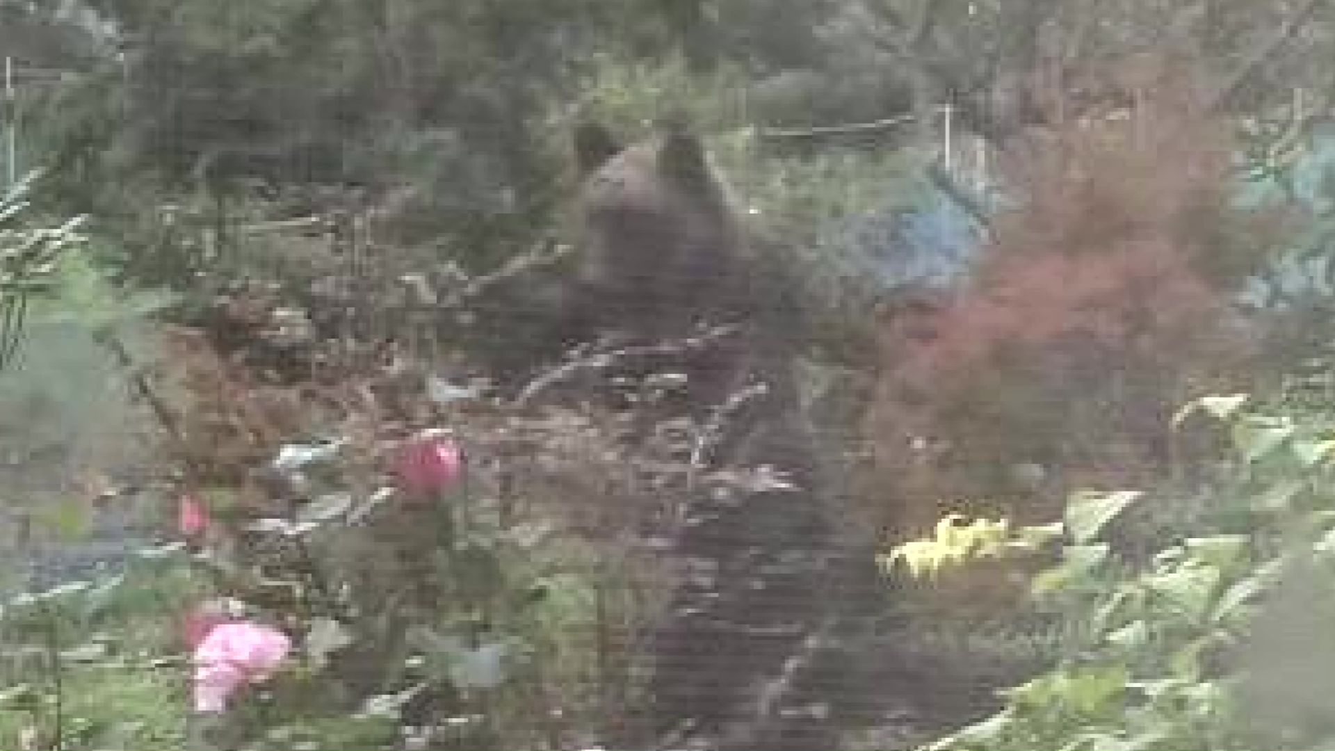 住宅の庭に現れたクマ（撮影:視聴者）