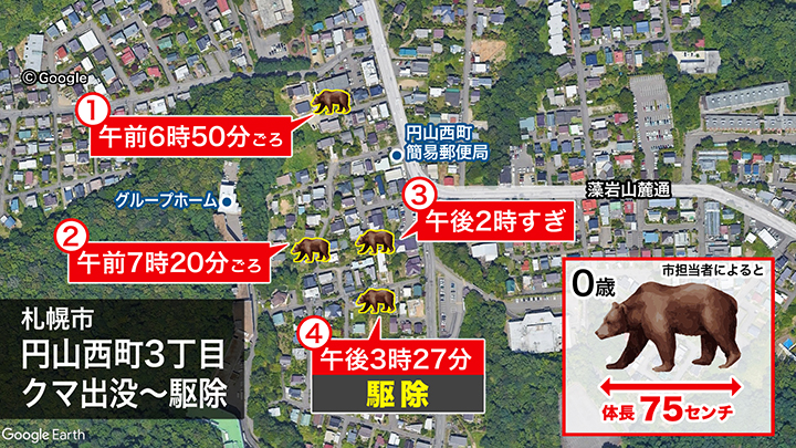 円山西町に出没したクマは駆除された