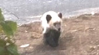 駆除されたとみられるクマ(提供:札幌市)