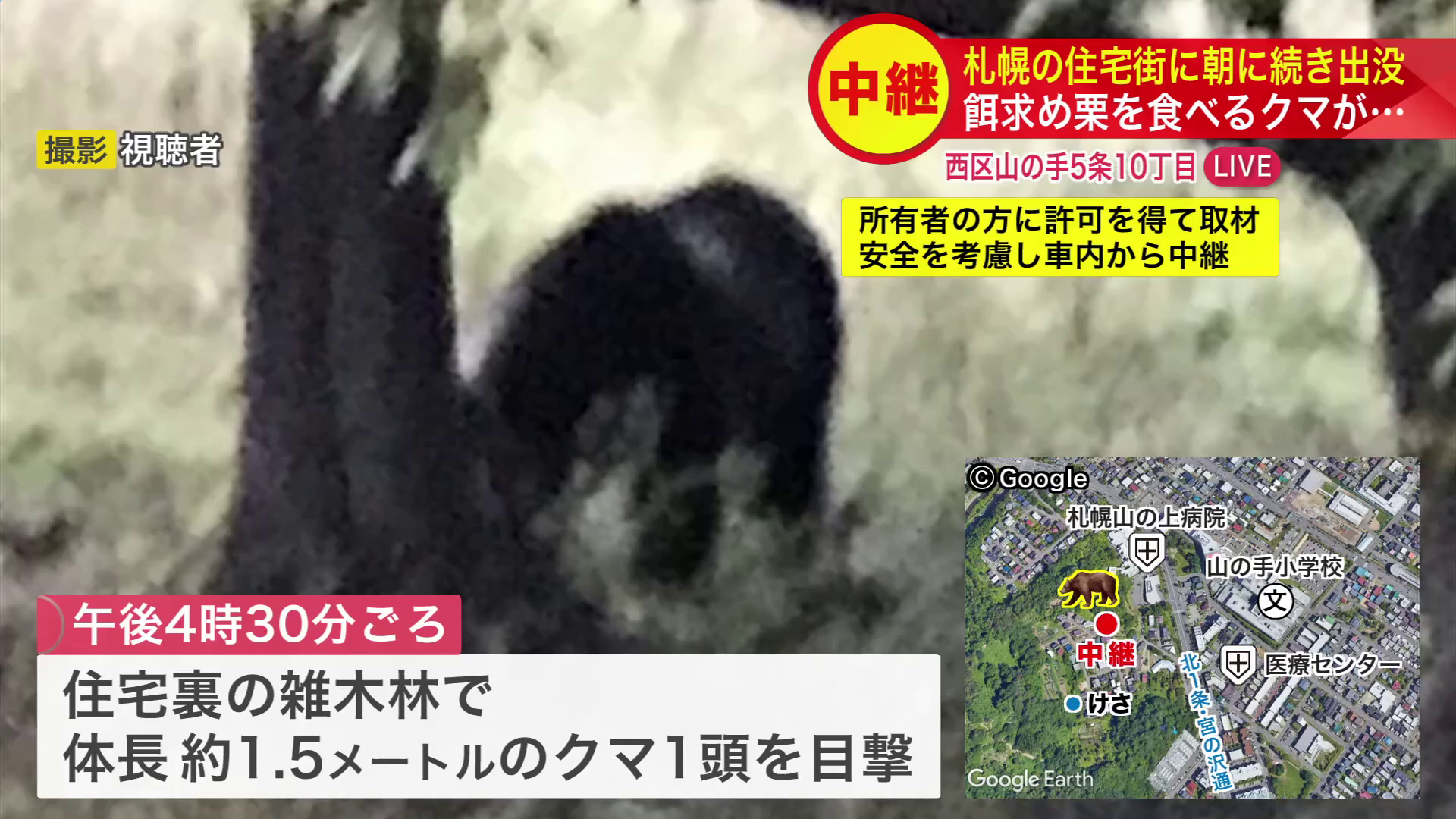 住宅裏の雑木林で目撃されたクマ(撮影:視聴者)