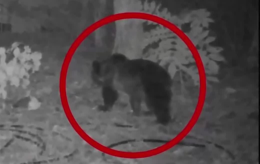 ヒグマが老人ホームの裏にクマが約3時間“居座る”「外で遊んだらだめだよって」近くの小学校では保護者が送り迎え〈未明から徘徊続ける姿がカメラに_市街地への出没が相次ぐ北海道札幌市〉