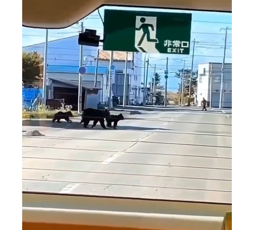 幼稚園バスの近くに現れたクマ(撮影:視聴者)