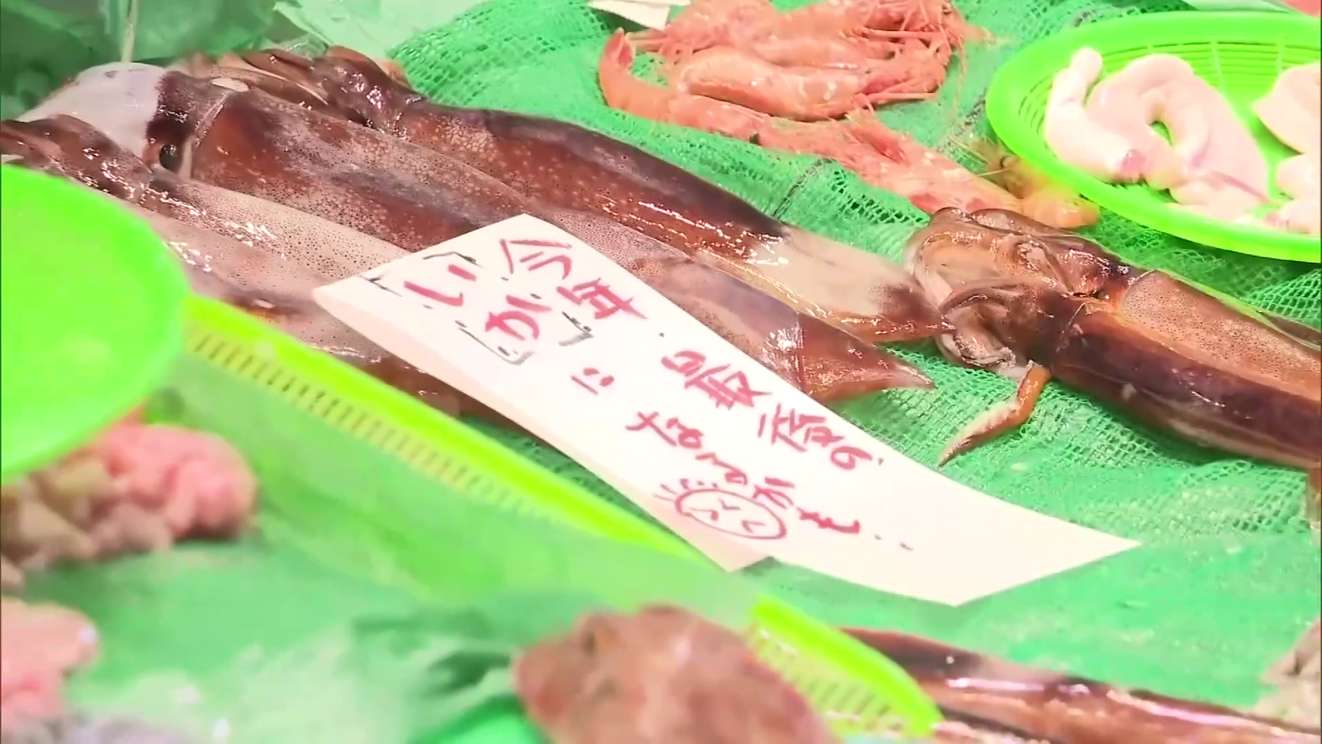 函館のスルメイカ漁は見通しが立たない状況に