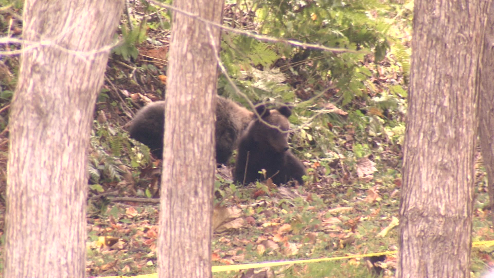 付近は公園も近い閑静な住宅街