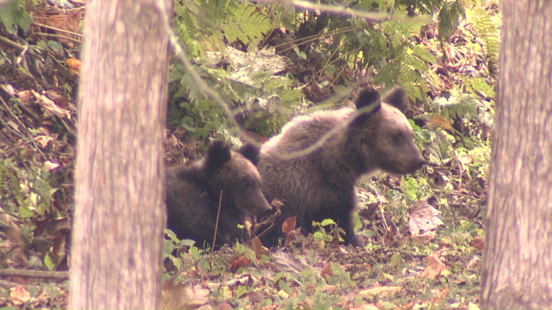目撃されたクマたち