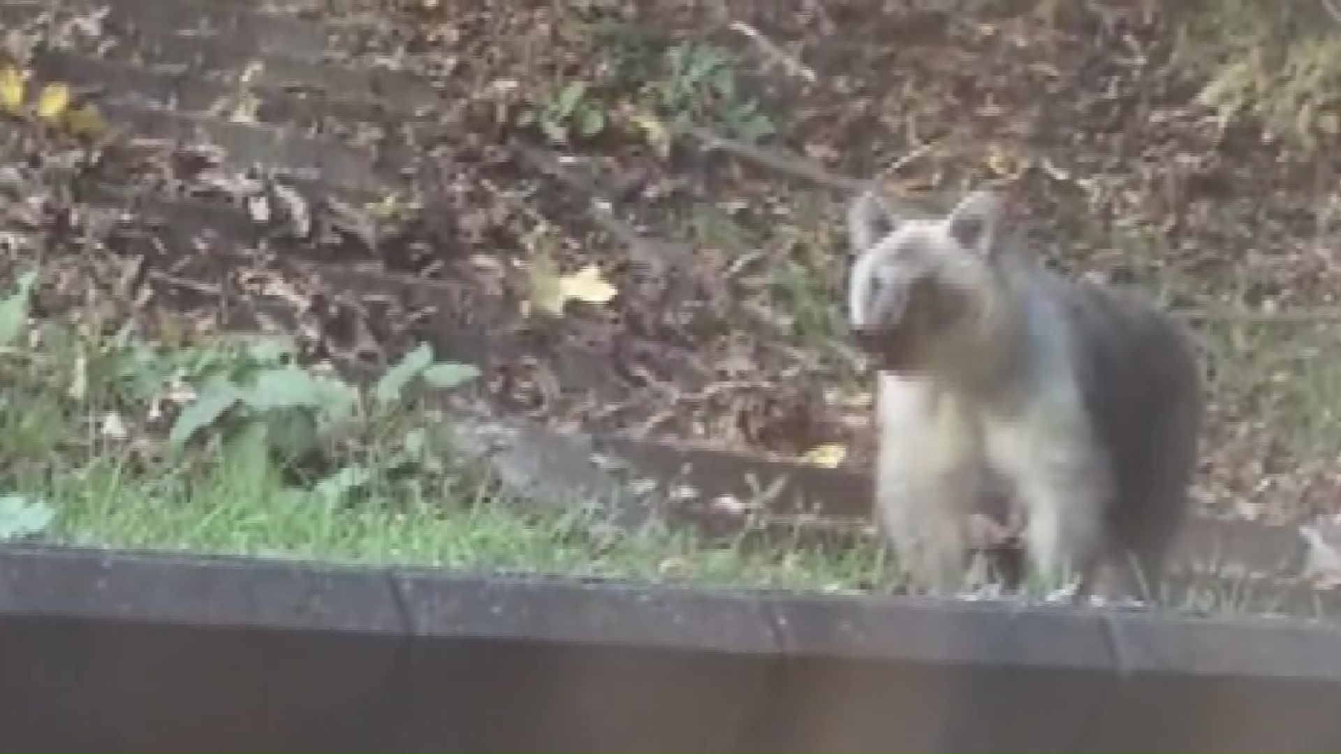 中央区で目撃されたクマ(撮影:視聴者)