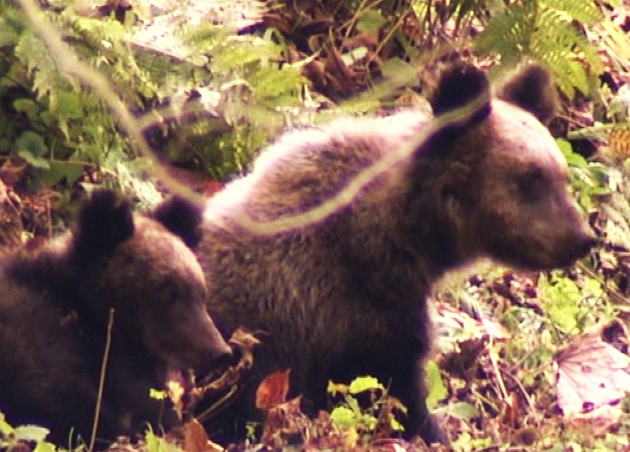 現場付近で目撃された2頭のクマ(23日)