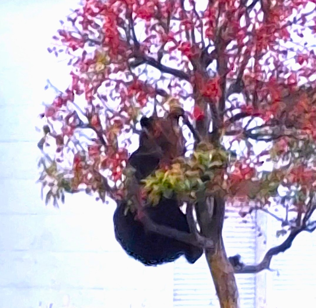 ヒメリンゴの木にぶらさがるクマ